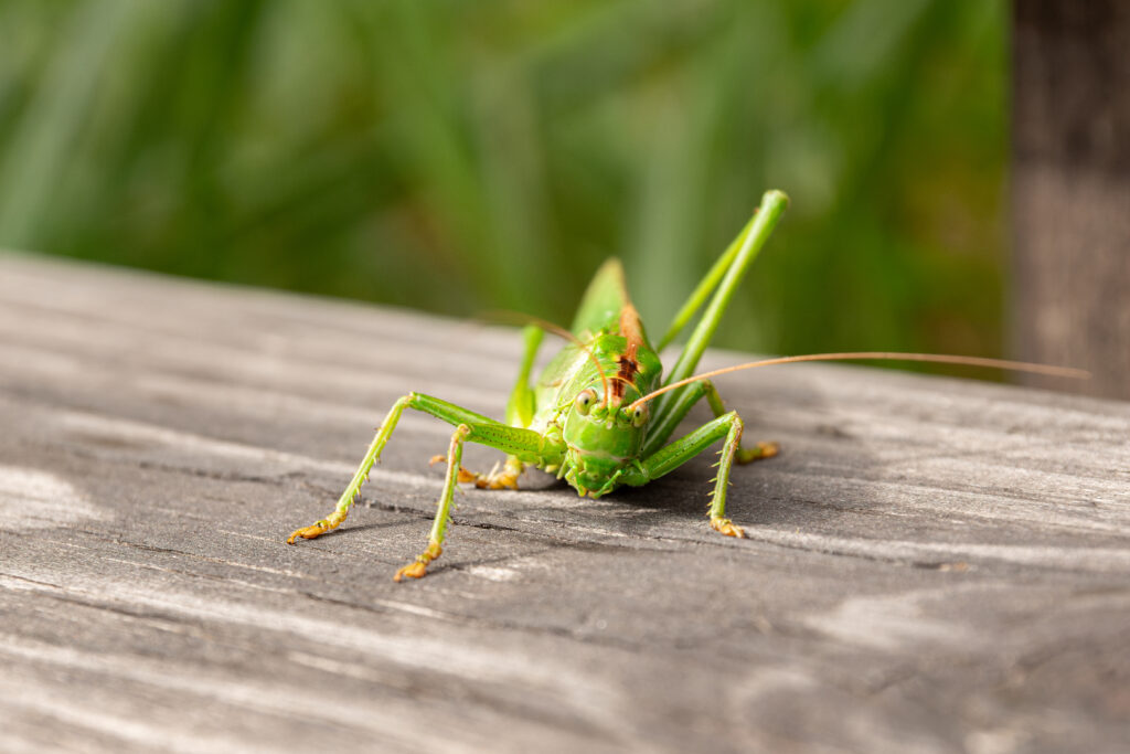 Naturerlebnistag 2025